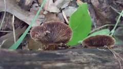 Gloeophyllum striatum