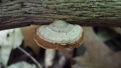 Gloeophyllum striatum