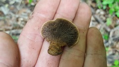 Gloeophyllum striatum