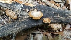 Gloeophyllum striatum