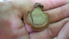 Gloeophyllum striatum