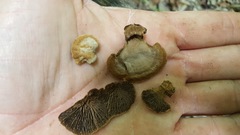 Gloeophyllum striatum