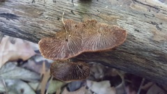 Gloeophyllum striatum