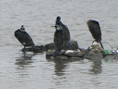 Phalacrocorax carbo