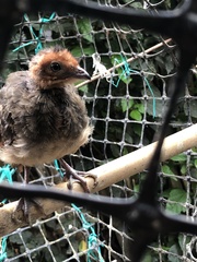 Ortalis erythroptera