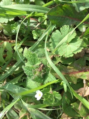 Arachnida