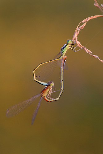 Scarce Blue-tailed Damselfly