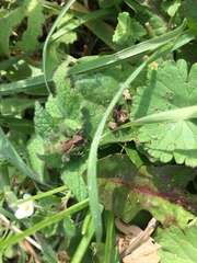 Arachnida