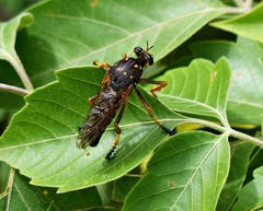 Dicranus