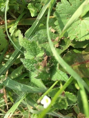 Arachnida