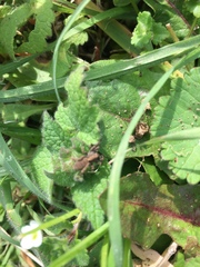 Arachnida