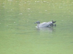 Leucophaeus fuliginosus