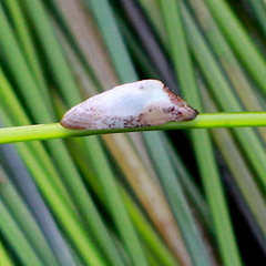 Tectura paleacea