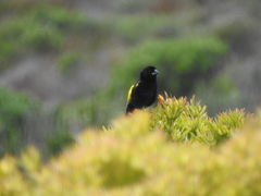 Euplectes capensis capensis