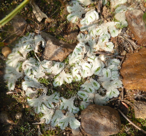 Exormotheca holstii