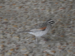 Emberiza capensis capensis