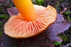 Hygrocybe quieta