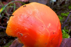 Hygrocybe quieta