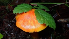 Hygrocybe quieta