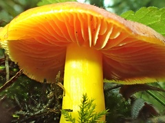 Hygrocybe quieta