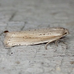 Eucosma ambodaidaleia