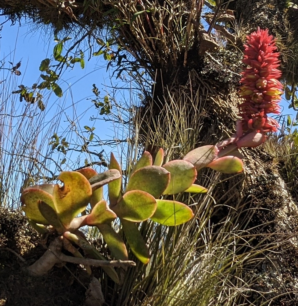 Echeveria rosea from San Pablo Villa de Mitla, Oax., Mexico on February ...