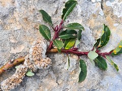 Salix kazbekensis