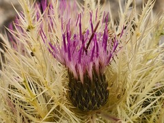 Cirsium obvallatum