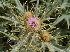 Cirsium isophyllum