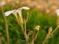 Cherleria circassica