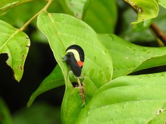 Membracis sanguineoplaga