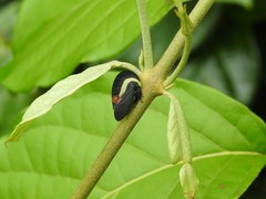 Membracis sanguineoplaga