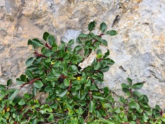 Salix kazbekensis