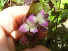 Tradescantia cerinthoides