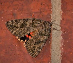 Catocala umbrosa