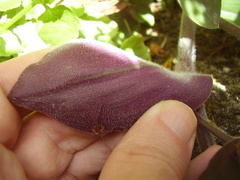 Tradescantia cerinthoides