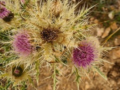 Cirsium obvallatum