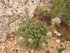 Cirsium obvallatum