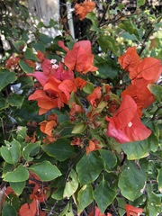Bougainvillea