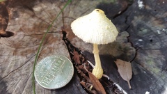 Leucocoprinus flavescens