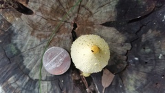 Leucocoprinus flavescens