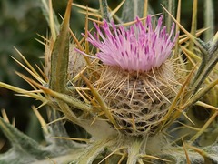 Cirsium isophyllum