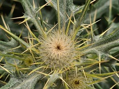 Cirsium isophyllum
