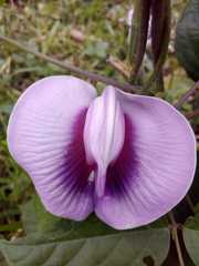 Centrosema pubescens