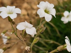 Cherleria circassica