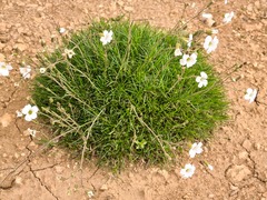 Cherleria circassica