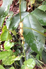 Lophocampa annulosa