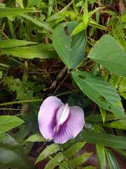 Centrosema pubescens