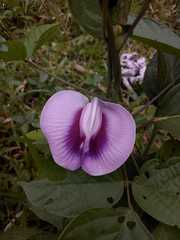 Centrosema pubescens