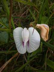 Centrosema acutifolium
